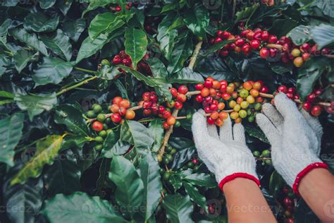 Coffee tree with coffee beans on coffee plantation,How to harvest coffee beans. worker Harvest ...