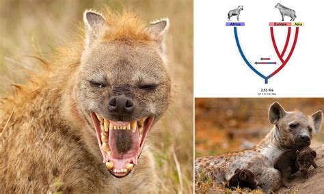 Hyenas In Africa