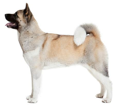 Akita Dog Breed: Appearance, Personality, History, Health Issues