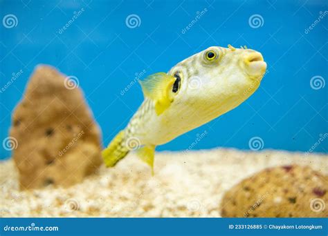 Close Up on Puffer Fish from Aquarium Tank. Stock Image - Image of ...