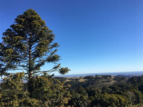 Bunya Mountains Mountain Bike Trails – Bligh Tanner