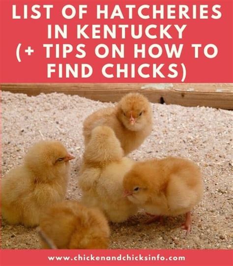 List of Chicken Hatcheries in Kentucky | Chicks for Sale - Chicken & Chicks Info