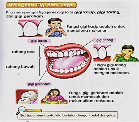 Dunia Sains dan Teknologi (Belajar dengan Ceria): Jenis-jenis Gigi dan Struktur Gigi Manusia