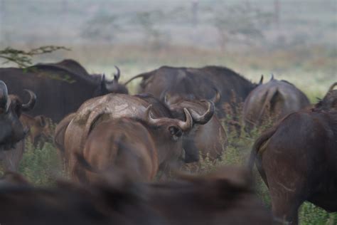 Cape Buffalo Herd – Free To Use Images