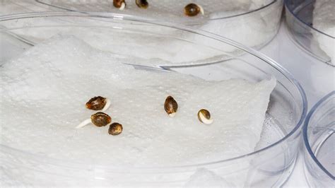 How to Germinate Cannabis Seeds | Marijuana Guides