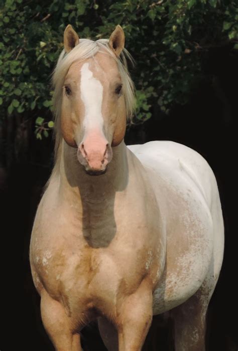 QAR Zip Re Chaise Palomino Appaloosa Stallion @ Touch of Gold ...