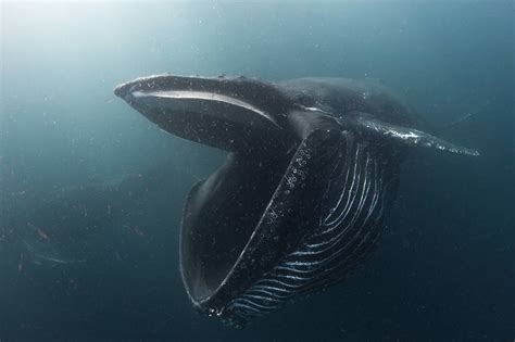 Humpback whale feeding on krill [3445 x 2296] : r/thalassophobia