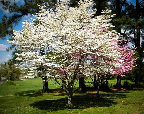 Dogwood Tree White Flowers Cornus Florida Live Plant | Etsy