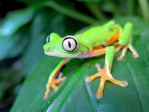 13 Amazing and Critically Endangered Frogs