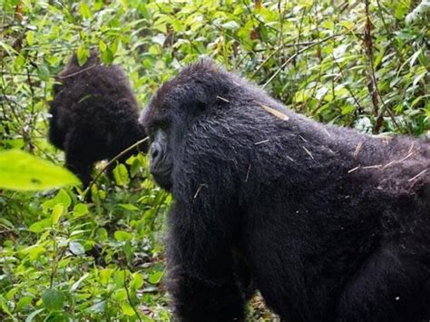 Q-and-A: Mountain Gorilla Trekking | Blog Posts | WWF