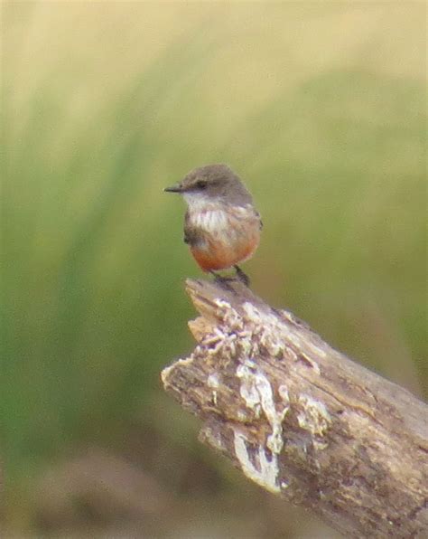 female vermilion flycatcher | Vermilion flycatcher, Flycatcher, Birds