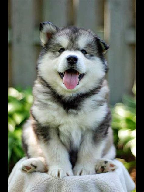 Picture of Husky Puppies Fluffy ~ Picture of Puppies