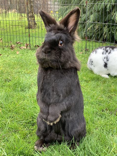 I see your black cats and dogs. Can Ninja the black bunny join the party? : r/aww