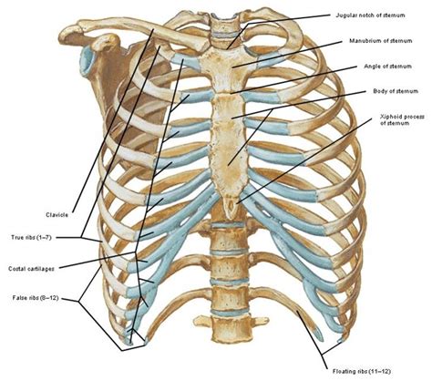 Costochondral Junction