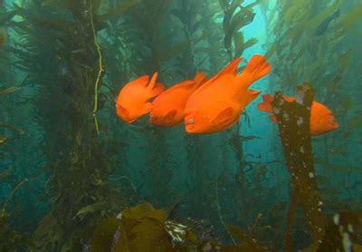 Garibaldi (U.S. National Park Service)