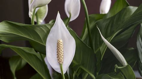 Peace lily and ivy among the best indoor plants for health - 9Coach