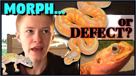 Is ANY Morph Ethical? TIME TO END Spider Ball Python & Enigma Leopard ...