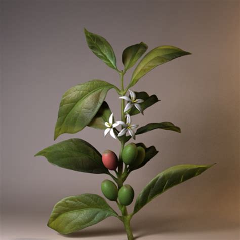 Coffee Plant 3d Model