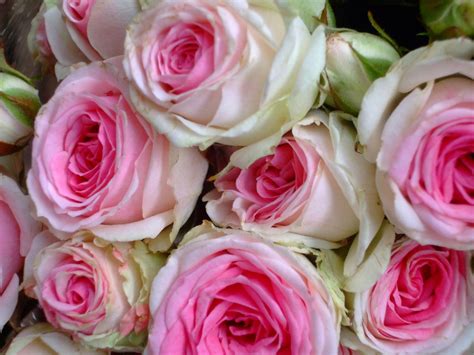 Pink Rose Bouquet Free Stock Photo - Public Domain Pictures