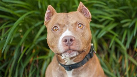 Pit Bull "Facts" That Are Totally Wrong | Reader's Digest