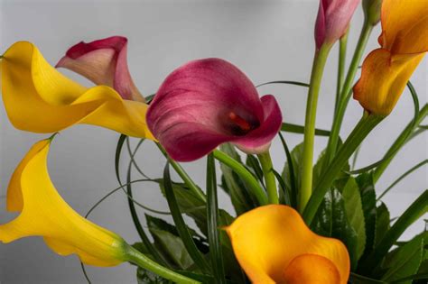 Calla lilies arrangement, calla lily flower arrangement - Awan Elward