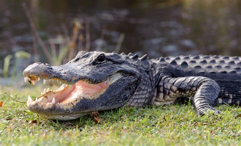 Alligator Encounter & Everglades Airboat Day Tour with BBQ Lunch in Orlando