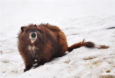 vancouver island marmot | © All rights reserved. Grady Froes… | Flickr