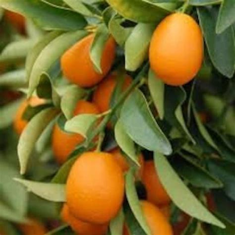 Fresh Kumquat Fruits With Branches 3 Lbsstandard Shipping Included. - Etsy