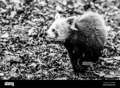 International Red Panda Day is marked by various educational programs for children at the Zagreb ...