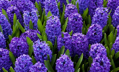 Found on the Trail: Hyacinths to Feed Thy Soul