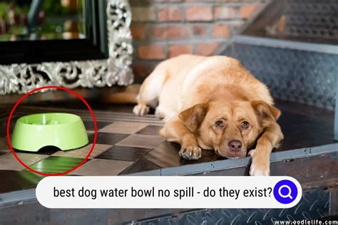 Best Dog Water Bowl No Spill (Do They EXIST?) - Oodle Life