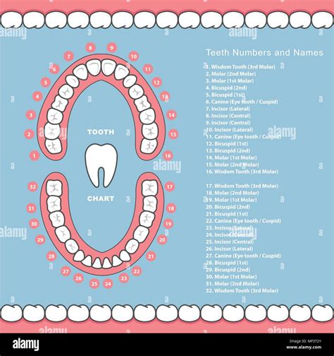 Premolar Teeth Chart