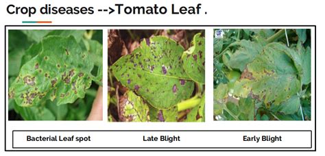 Crop: Plant Disease Identification Using Mobile App. | by Manikanta ...