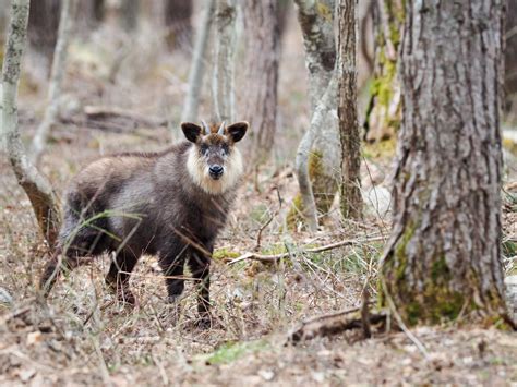 Where can I see the Japanese Serow in the wild