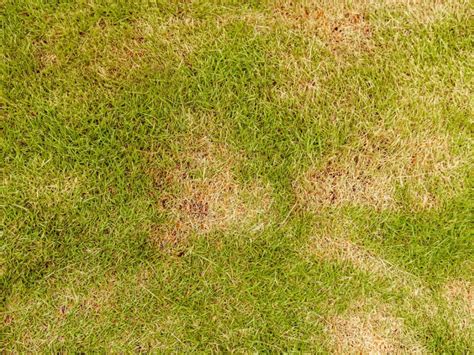 Zoysia Diseases - Tips For Dealing With Zoysia Grass Problems - Gardening Know How