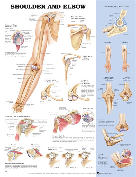 Shoulder and Elbow – MedQuip, Inc.