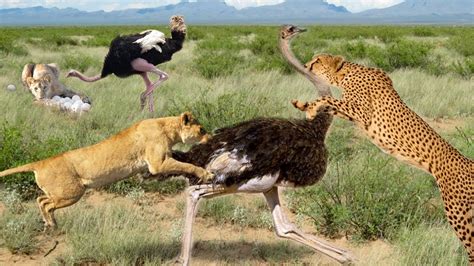 Ostrich Killed Lions While They Were Stealing Eggs. Lion And Leopard's ...