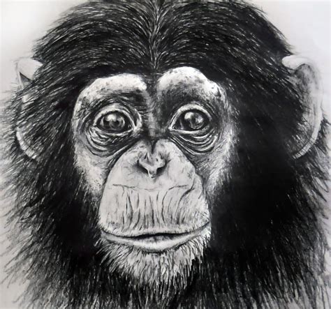 Monkey drawing, Face drawing, Drawings