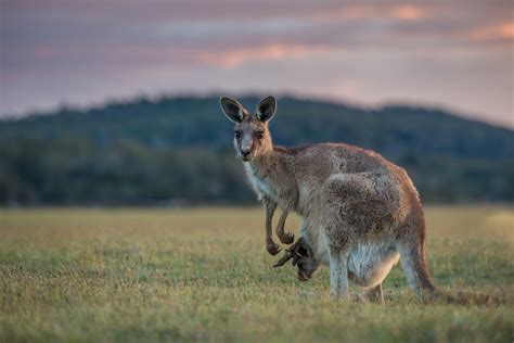 Forester Kangaroo with Joey | Sean Crane Photography