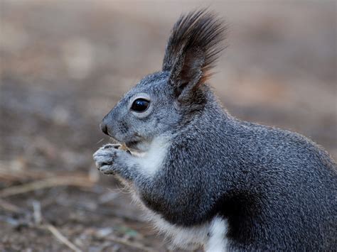 Abert's Squirrel - Sciurus aberti - NatureWorks