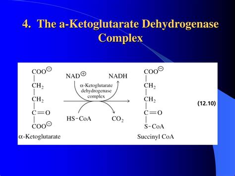 PPT - Chapter 13 - The Citric Acid Cycle PowerPoint Presentation, free ...