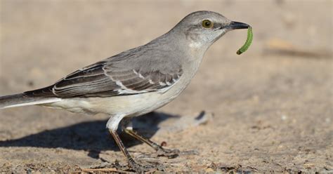 Northern Mockingbird | Audubon Field Guide