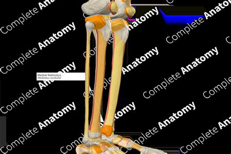 Medial Malleolus | Complete Anatomy