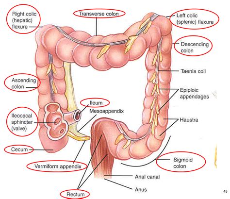 Digestive system small intestine function | Gross anatomy, Large ...