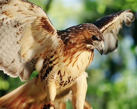 A Red-tailed Hawk Falconry Experience - Gulf Coast Bird Observatory