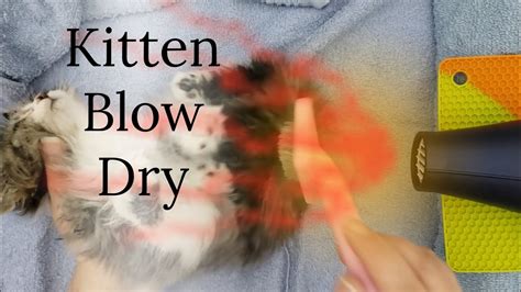 How To Blow Dry A Cat – Blow Dry Tips – Long Hair Cat Care – Hair Dryer For Cats – The Ear ...