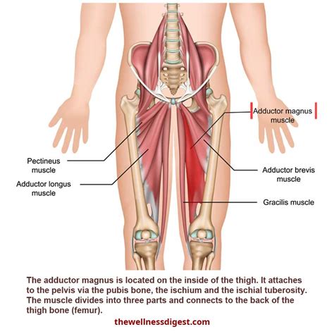 Adductor Magnus Pain: Groin, Pelvic and Thigh Pain - The Wellness Digest