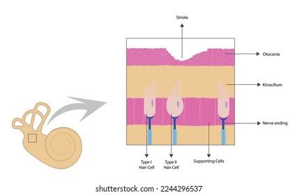 23 Macula Saccule Images, Stock Photos, and Vectors | Shutterstock