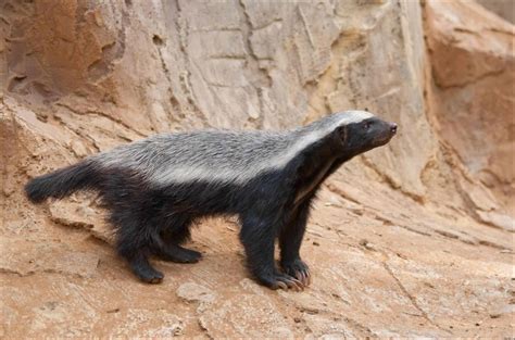 Honey Badger Animal Facts | Mellivora Capensis | AZ Animals