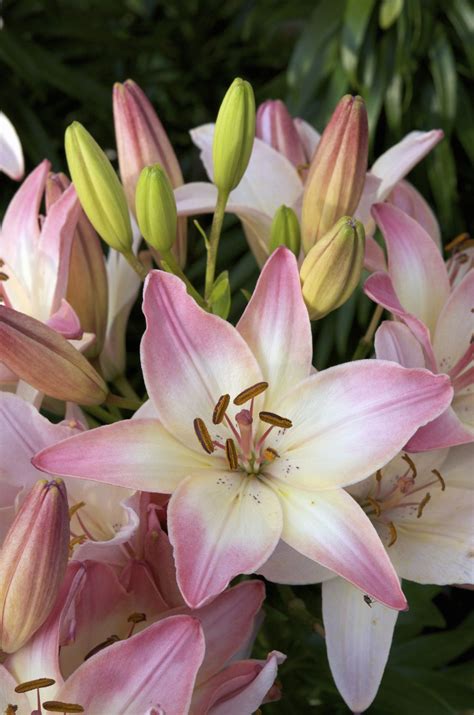 7 Lily Types to Grow in the Garden